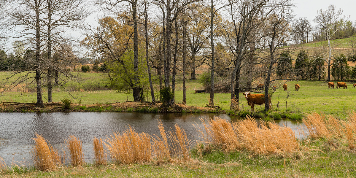 Cow standing at the pond edge on Log Land Farms pasture