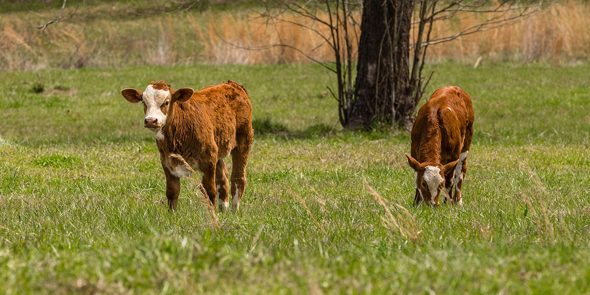 Fleckvieh Simmental calves born and raised at Log Land Farms