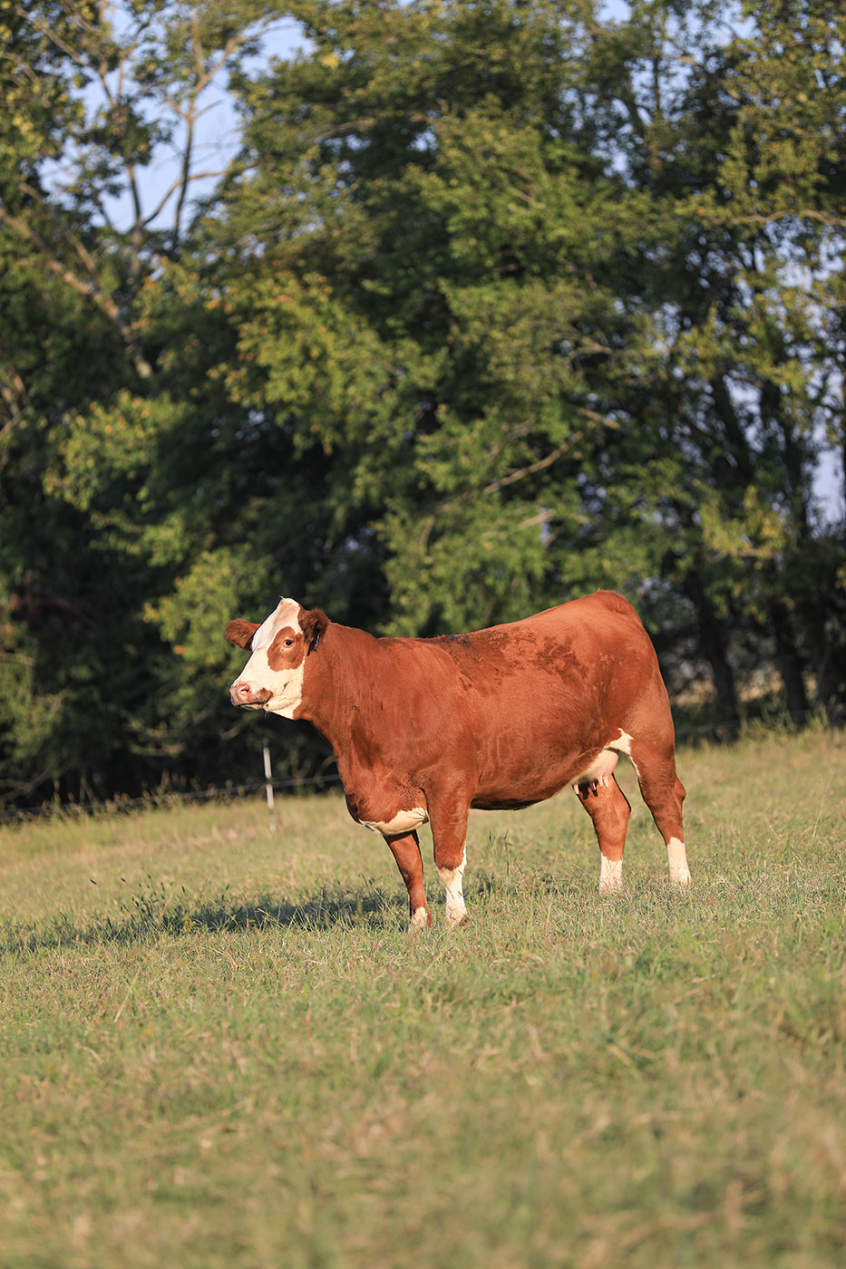 Registered Fleckvieh Simmental cow standing in pasture at Log Land Farms