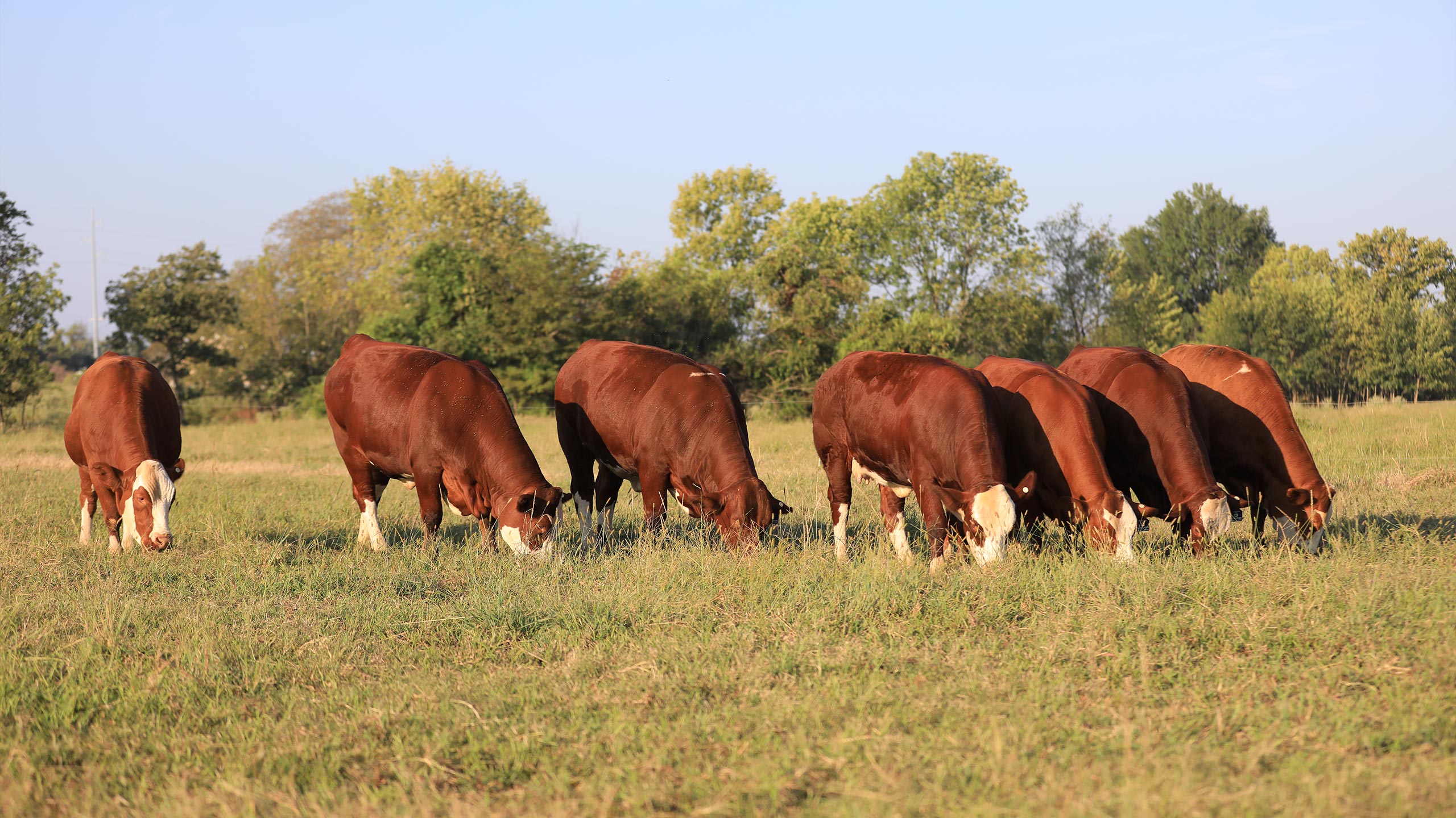 Fleckvieh Simmental cattle grazing on open pasture at Log Land Farms in Muldrow, Oklahoma