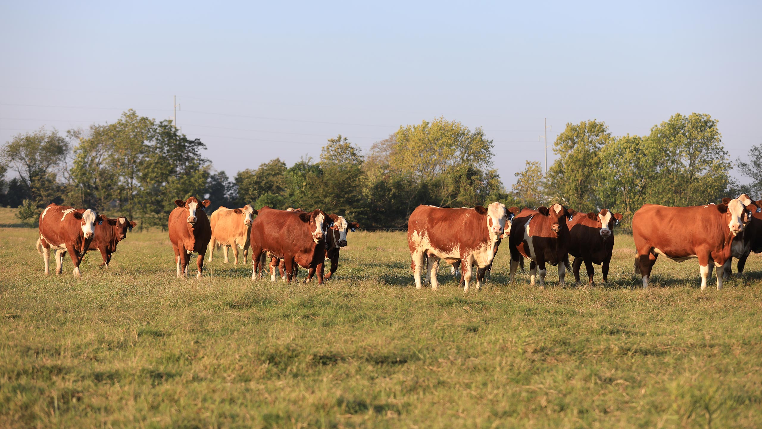 Herd of registered Fleckvieh Simmental cattle facing the camera in Oklahoma pasture