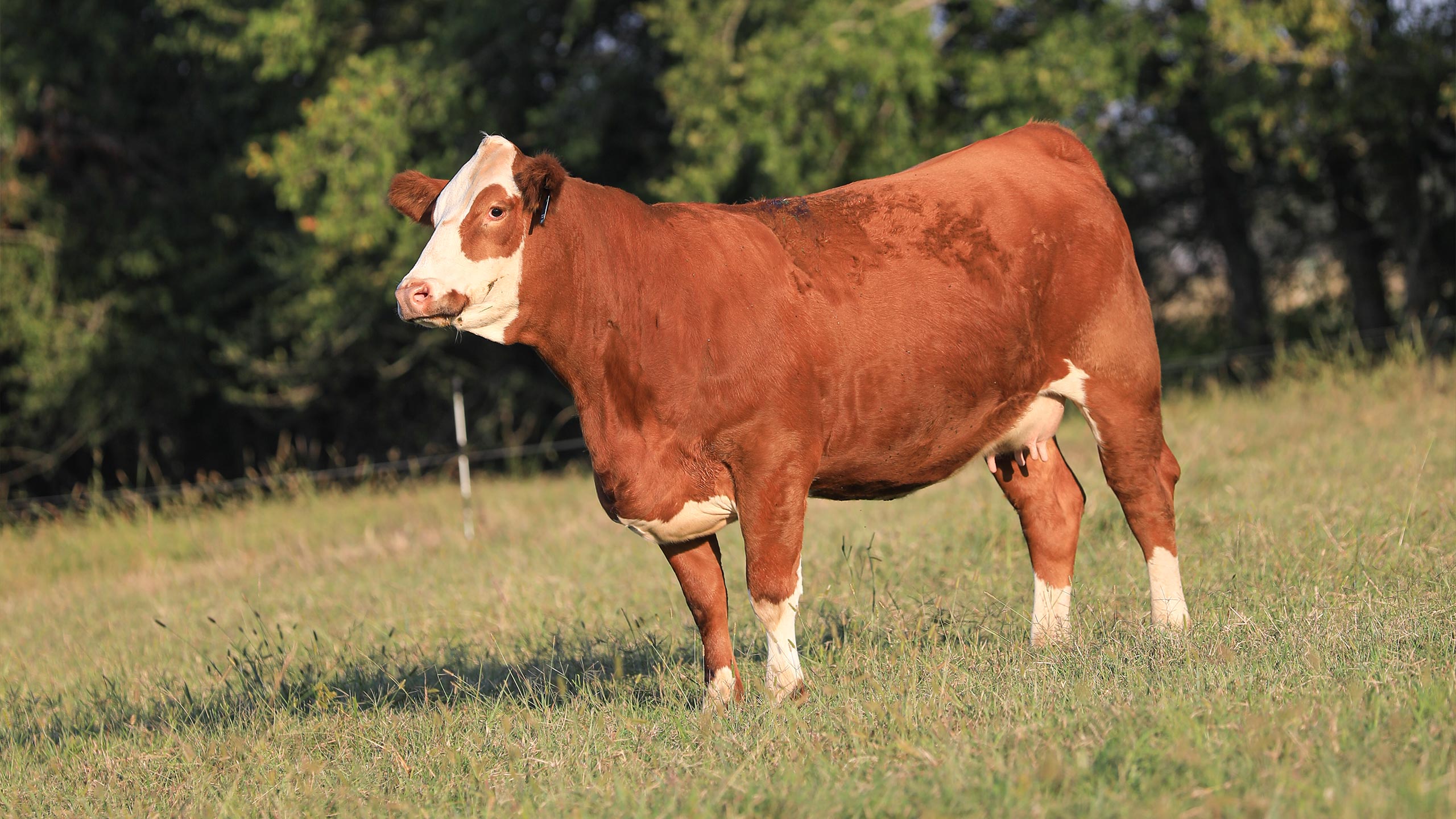 Pasture-raised Fleckvieh Simmental cow in evening light